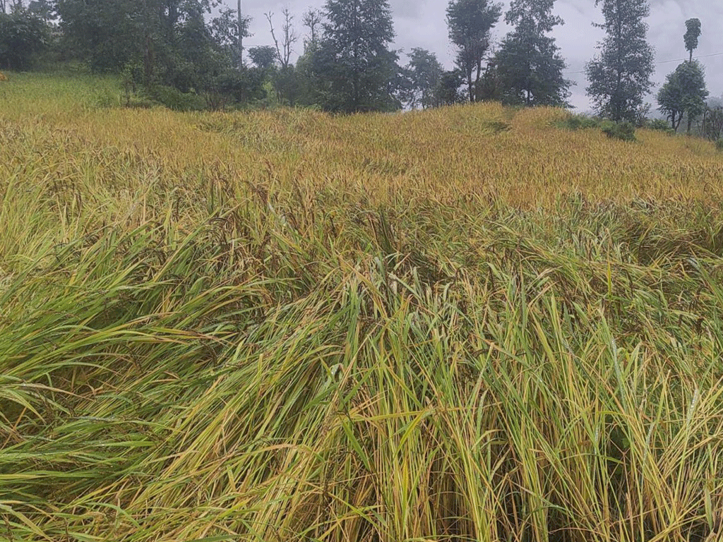 पाकेर थन्क्याउन लागिएको धानबालीमा वर्षाले क्षति गरेपछि कृषक चिन्तित