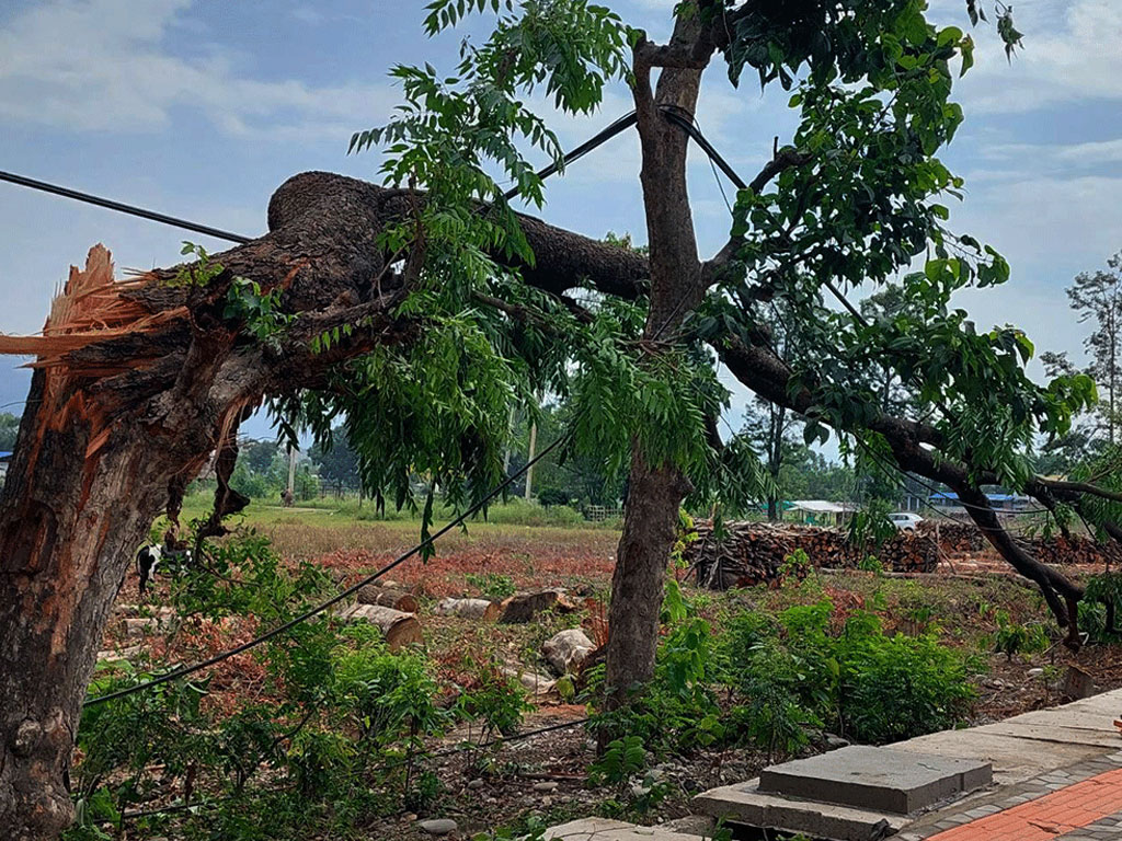 हुरीबतासबाट रुख ढलेर कटारीमा २ जनाको मृत्यु, ६घाइते