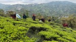 भारतीय अवरोध हटेपछि चियाको निर्यात पुनः सुरु