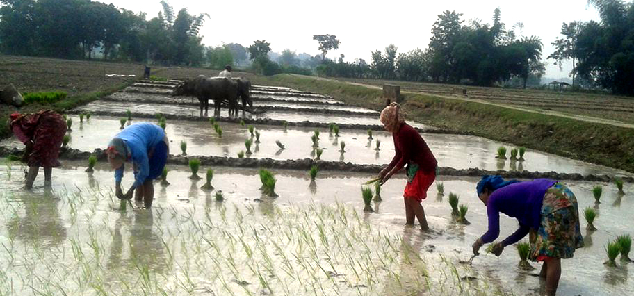 मनसुन समय अगावै भित्रिदा धान रोपाइँ बढ्यो, कुन प्रदेशमा कति ?