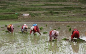 असार अन्त्यसम्म ५४.५२ प्रतिशत धान रोपाइँ, गत वर्षको तुलनामा गति सुस्त