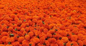 घरघरमै पुगे व्यापारी, बढ्यो फूलको मूल्य