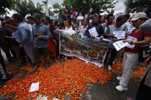 टमाटर फालेर किसानको विरोध