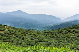 कोशी पर्यटन वर्ष : भारतीय पर्यटकको रोजाइमा पूर्वी पहाड