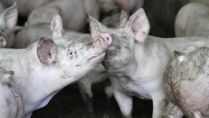 ‘अफ्रिकन स्वाइनफिभर’को जोखिम बढेपछि उच्च सतर्कता अपनाउन आग्रह