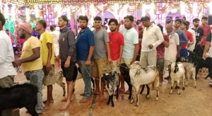 राजदेवी मन्दिरमा बोकाबलि घट्यो
