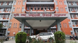 अनुदानमा उपलब्ध गराएको मलको कालोबजारी गर्नेलाई कारबाही गरिने