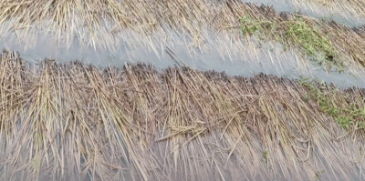 वर्षाले धान बालीमा क्षति भएपछि किसान चिन्तित