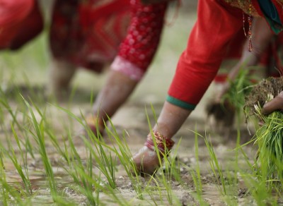 आज धान दिवस, दही चिउराको सांस्कृतिक पर्व मनाइँदै