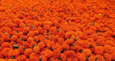 घरघरमै पुगे व्यापारी, बढ्यो फूलको मूल्य