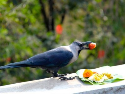 आज काग तिहार