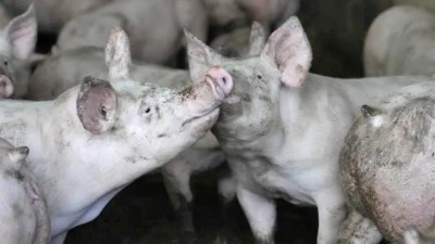 ‘अफ्रिकन स्वाइनफिभर’को जोखिम बढेपछि उच्च सतर्कता अपनाउन आग्रह