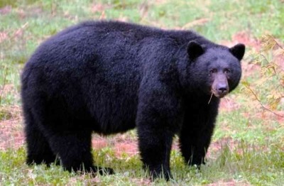 हुम्लामा भालुको आक्रमणबाट तीन जना घाइते