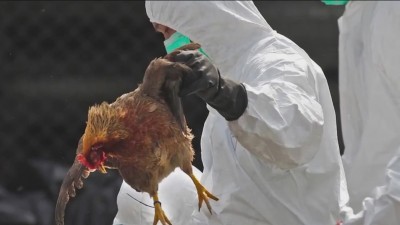 कम्बोडियामा बर्ड फ्लूबाट युवकको मृत्यु