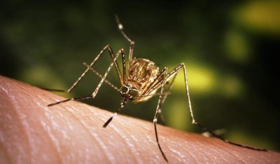 जापनिज इन्सेफ्लाइटिस संक्रमण बढ्दै, देशभर ३१ जनाको मृत्यु