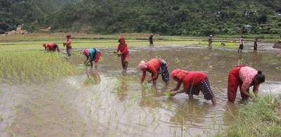 वर्षा कम हुँदा गण्डकीमा अपेक्षित रोपाइँ हुन सकेन