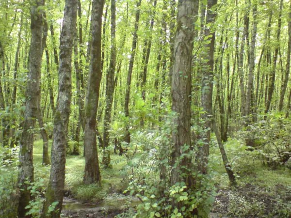 मधेस प्रदेशको चार सय ४२ हेक्टर वन अतिक्रमण मुक्त