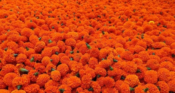 घरघरमै पुगे व्यापारी, बढ्यो फूलको मूल्य