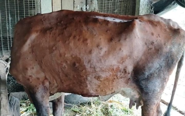 लम्पी स्किनबाट झापामा १० हजार पशु संक्रमित