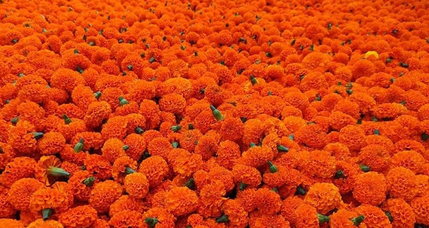 घरघरमै पुगे व्यापारी, बढ्यो फूलको मूल्य