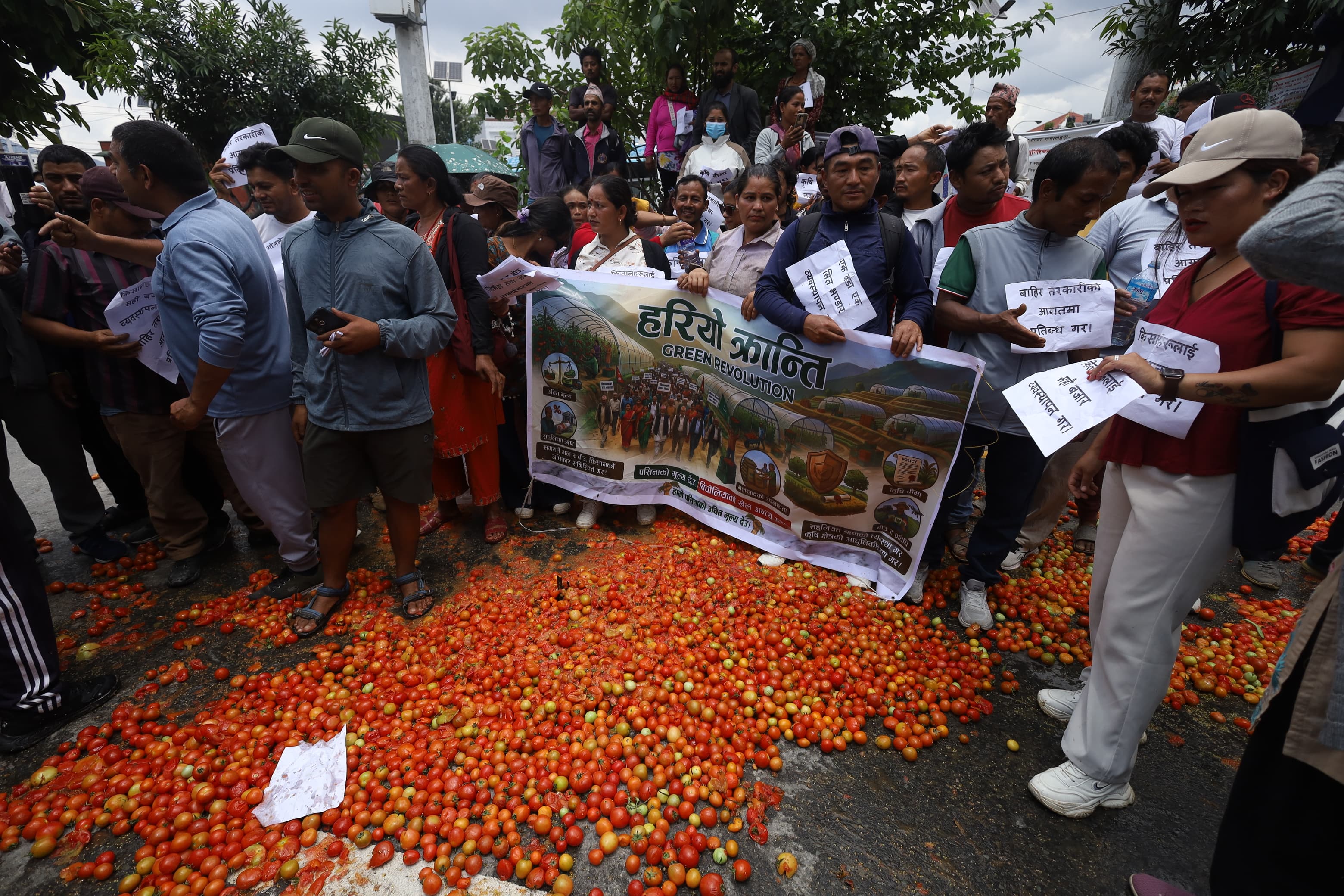 टमाटर फालेर किसानको विरोध