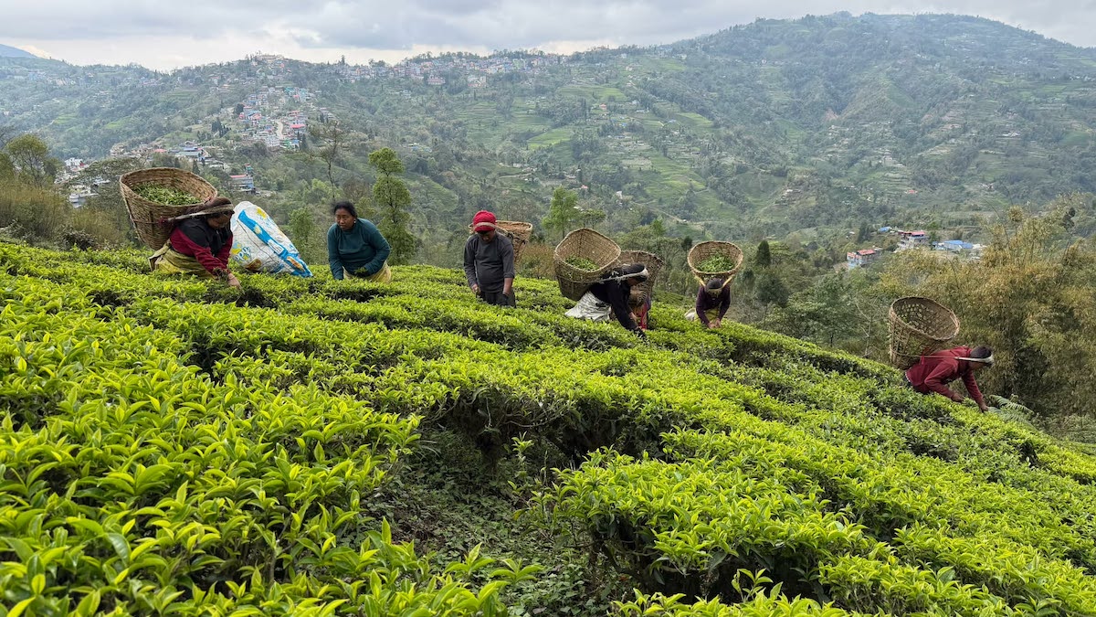 भारतले नेपाली चियामा कडाइ गरेपछि बन्द हुँदै चिया उद्योग, समस्यामा किसान