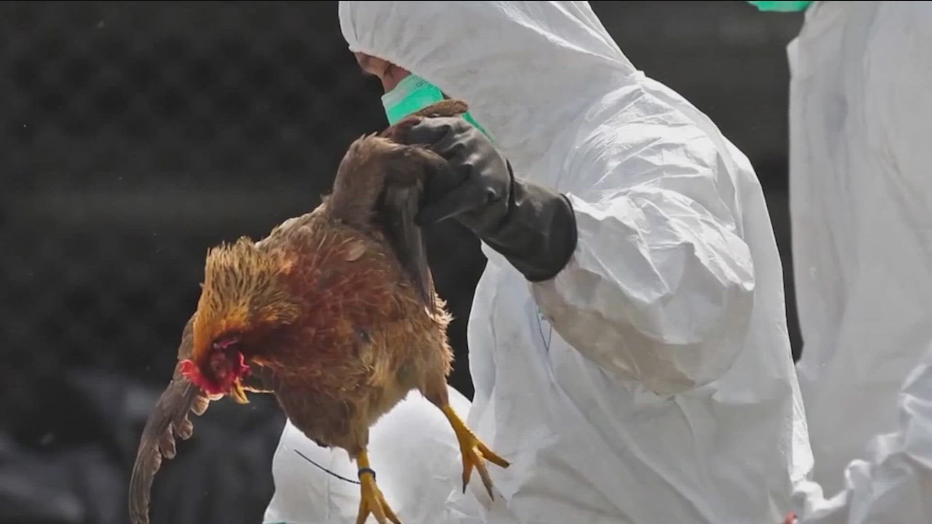 कम्बोडियामा बर्ड फ्लूबाट युवकको मृत्यु