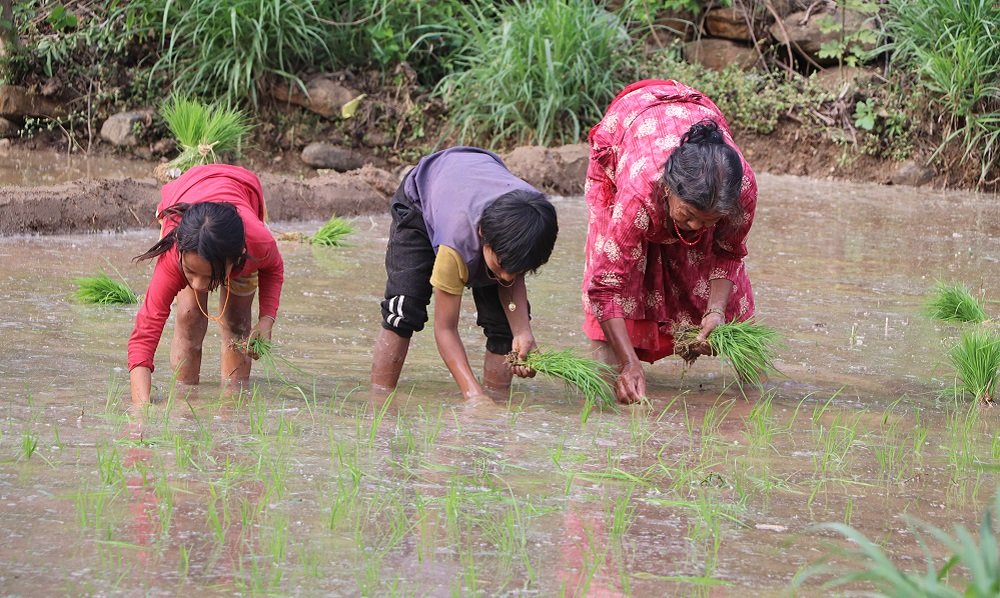 कर्णाली प्रदेशमा ९६ प्रतिशत धान रोपाइँ